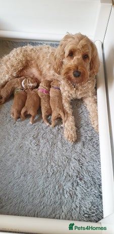 Cockapoo dogs - Advert 1