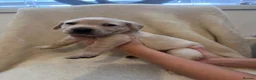 Labrador Retriever dogs for sale: 6 beautiful lab girls  in Surbiton - Advert 29