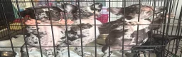 French Bulldog dogs for sale: REDUCED!! 3 Merle French bulldog puppies  - Advert 4