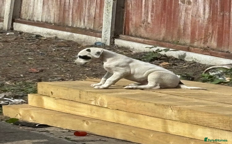 Lurcher dogs - Advert 8