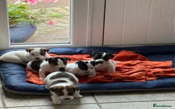 Jack Russell dogs for sale: Jack Russell Puppies  - Image 4
