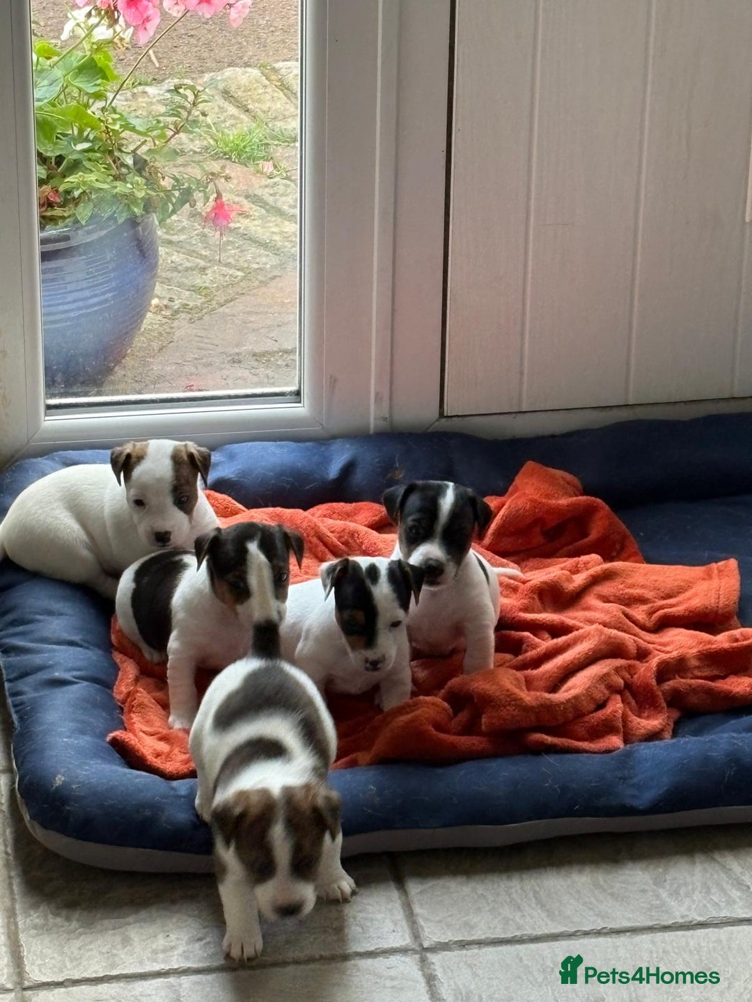 Jack Russell dogs for sale: Jack Russell Puppies  - Image 4