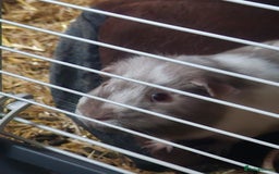 Guinea Pig rodents for sale: Two Male Guinea Pigs for sale  - Image 2