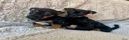 Jack Russell dogs for sale: Jack Russell Puppies - Advert 4