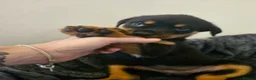 Rottweiler dogs for sale: Exceptional Rottweiler Pups- ready in a week! - Advert 6