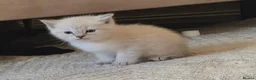 Mixed Breed cats for sale: Beautiful Kittens Ready for Their New Homes - Advert 8