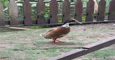 Ducks poultry - Advert 11