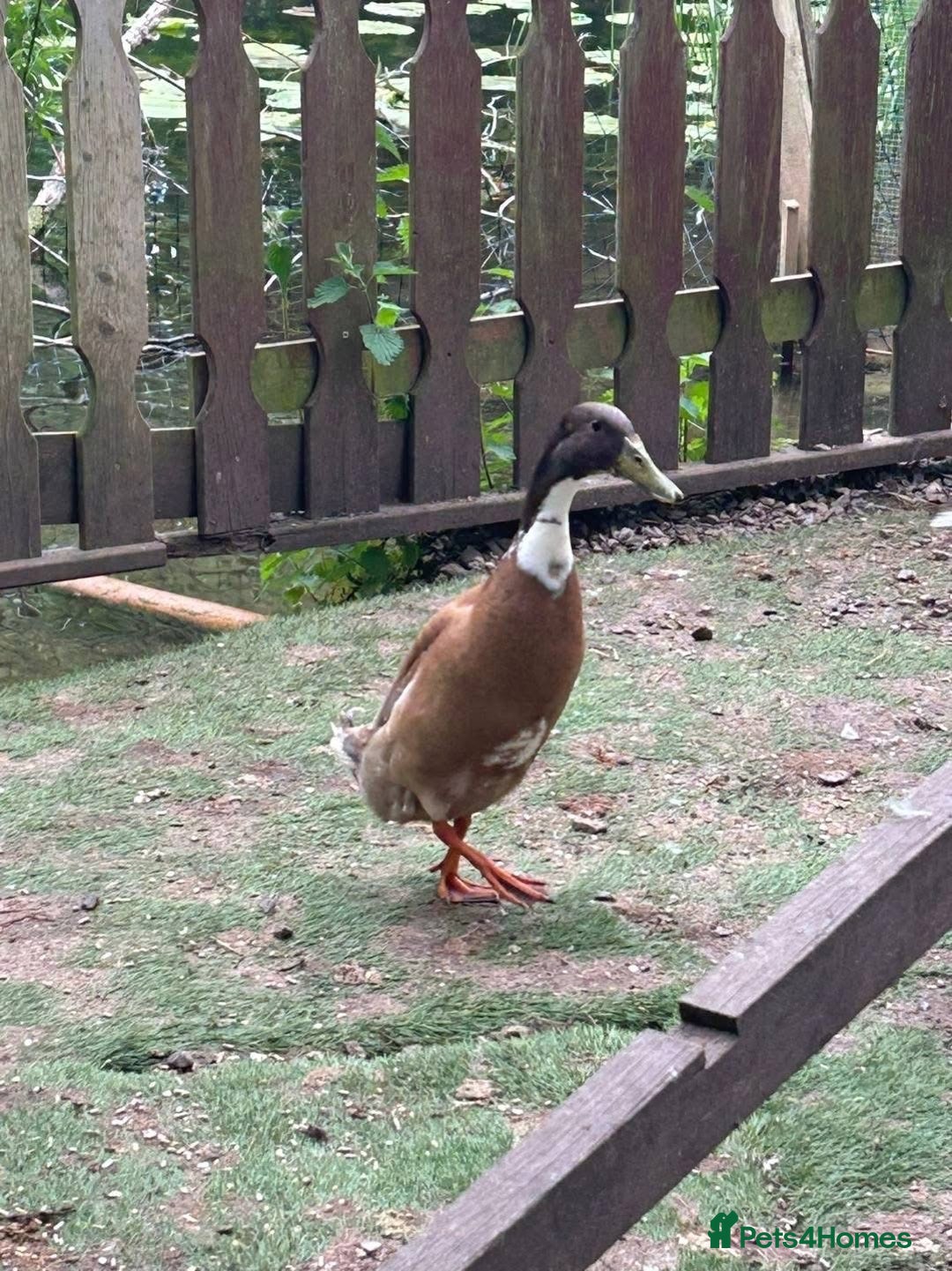 Ducks poultry for sale: 2x Male Runner Ducks (1x Crested) -proven beeeders - Image 2