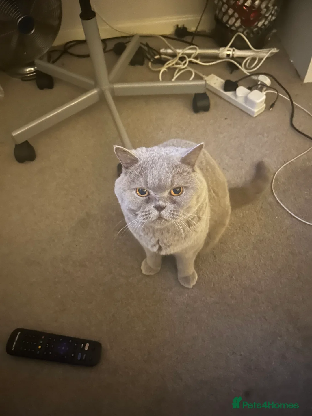 British Shorthair cats for sale: Female Lilac British Short hair - Name SKYLA in Rochdale - Advert 2