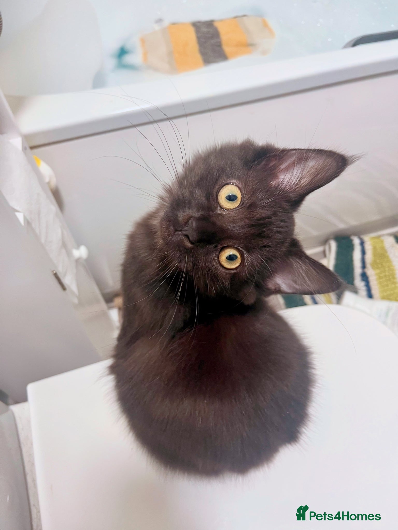 Mixed Breed cats Long haired kitten - Advert 1