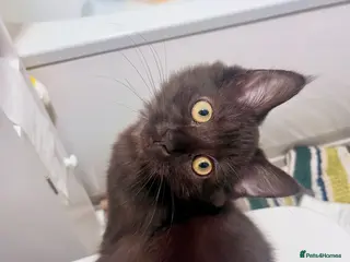 Mixed Breed cats Long haired kitten - Advert 2