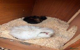 Guinea Pig rodents for sale: Two female guinea pigs looking for forever home - Advert 2