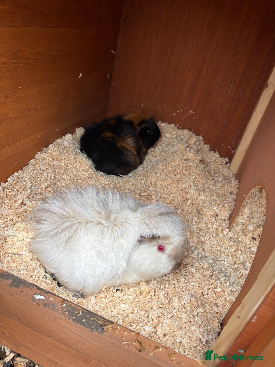 Guinea Pig rodents for sale: Two female guinea pigs looking for forever home - Advert 2