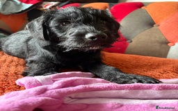 Mixed Breed dogs for sale: Gorgeous puppies ready for their forever homes - Image 3
