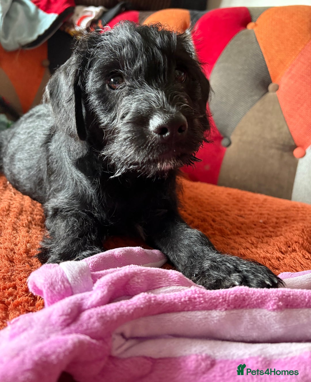 Mixed Breed dogs for sale: Gorgeous puppies ready for their forever homes - Image 3