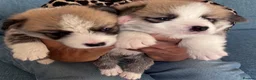 Welsh Corgi Pembroke dogs for sale: Hand reared Pembroke Corgis in Tenby - Advert 15