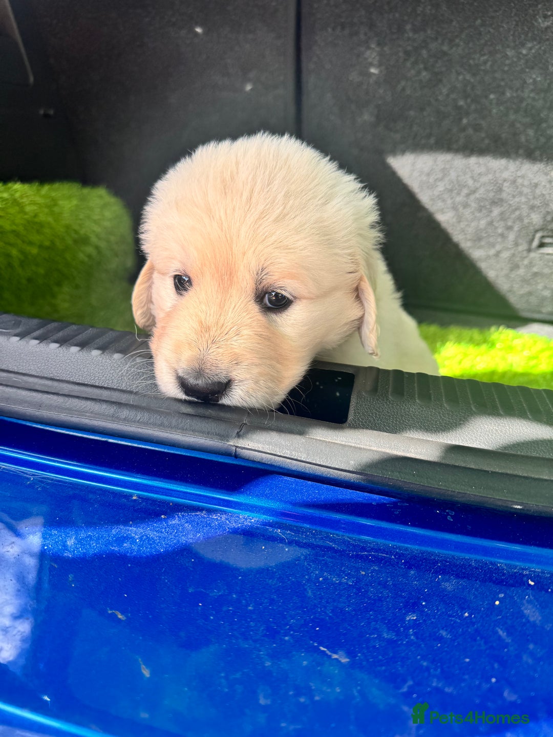 Golden Retriever dogs for sale: CREAM KC REG GOLDEN RETRIEVER TOP BLOODLINE  - Image 4