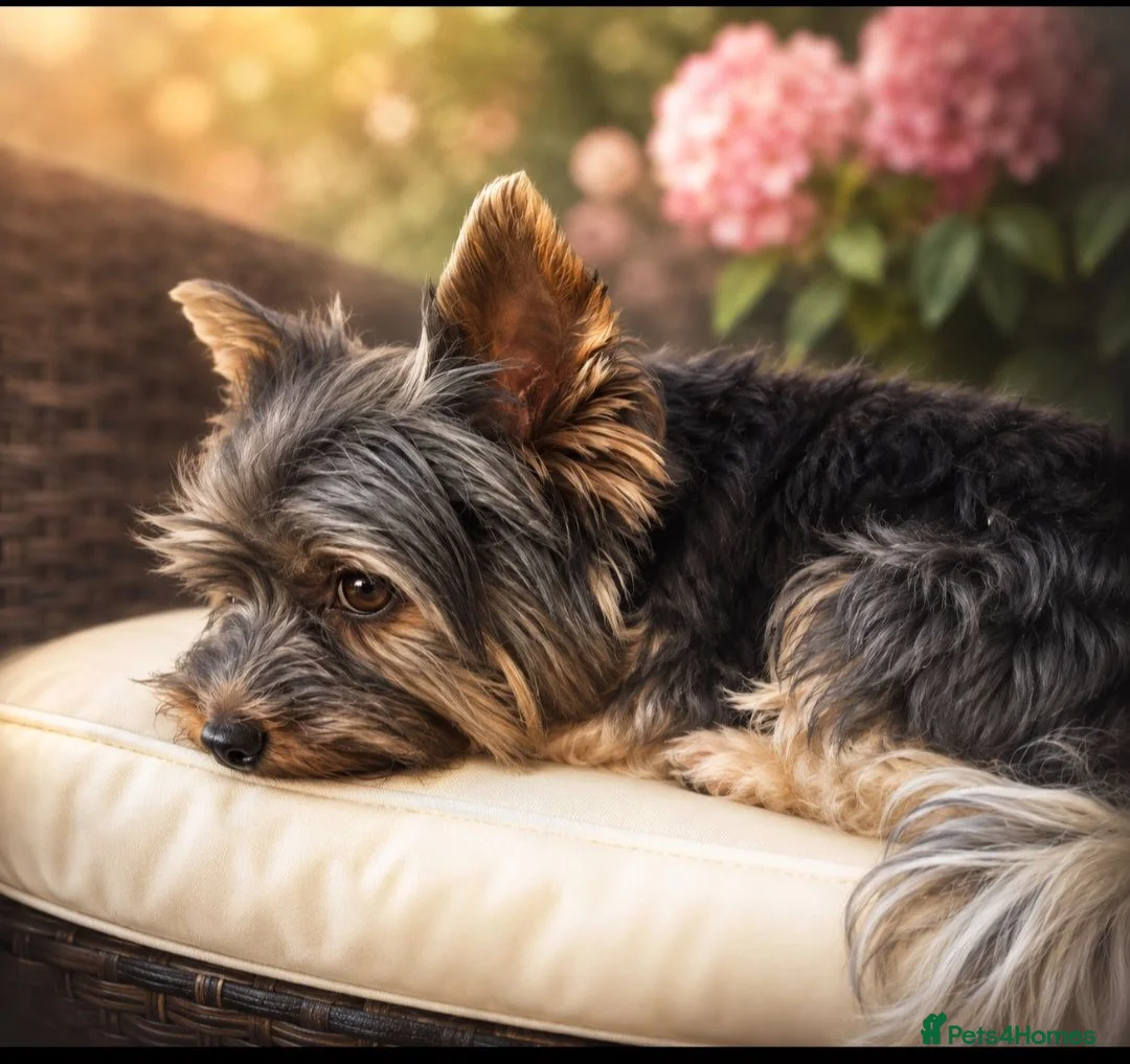 Biewer Terrier dogs for stud: Purebred Pedigree Biewer Terrier Stud - Advert 1