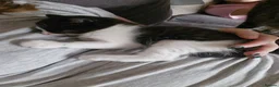 Mixed Breed cats for sale: 4 female kittens available  in Glasgow - Advert 11