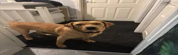Labrador Retriever dogs for sale: Labrador Retriver puppies  - Advert 3