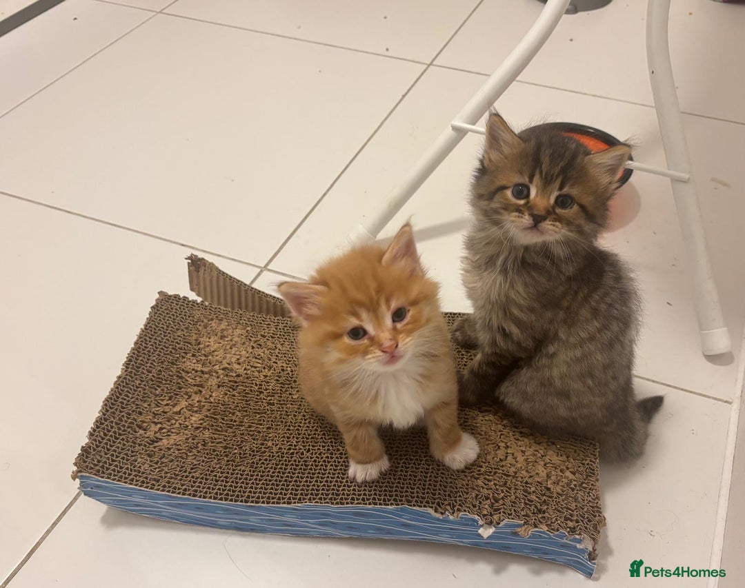 Mixed Breed cats for sale: Kittens ready for a new home  - Image 2