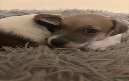 Jack Russell dogs for sale: 2 mini pure jack russel pups - Advert 2