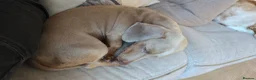 Miniature Dachshund dogs for sale: 4 YEAR OLD MINITURE DACHSHUND  - Advert 3