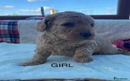Cavapoo dogs for sale: F1B Cavapoo Puppies - Image 7