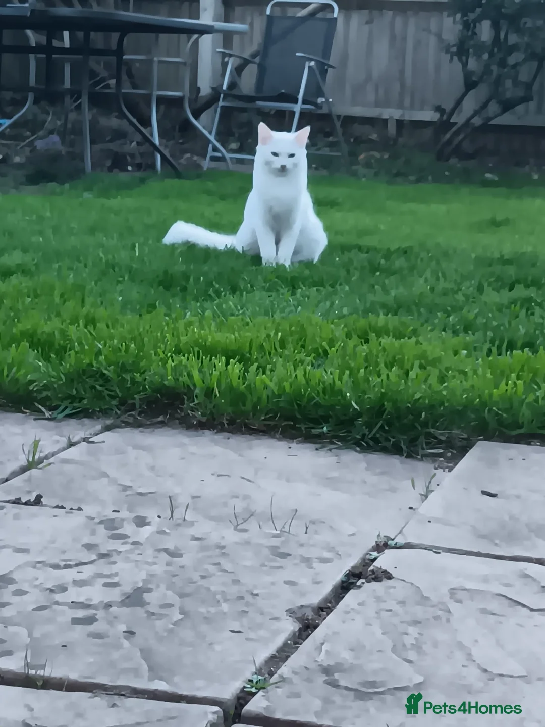 Mixed Breed cats for sale: 3 white long hair kittens 1 black long hair in Staines - Advert 1