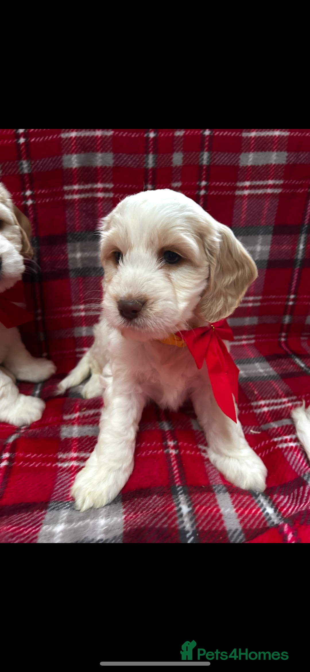 Cockapoo dogs for sale: Beautiful cockapoo puppies  - Advert 4