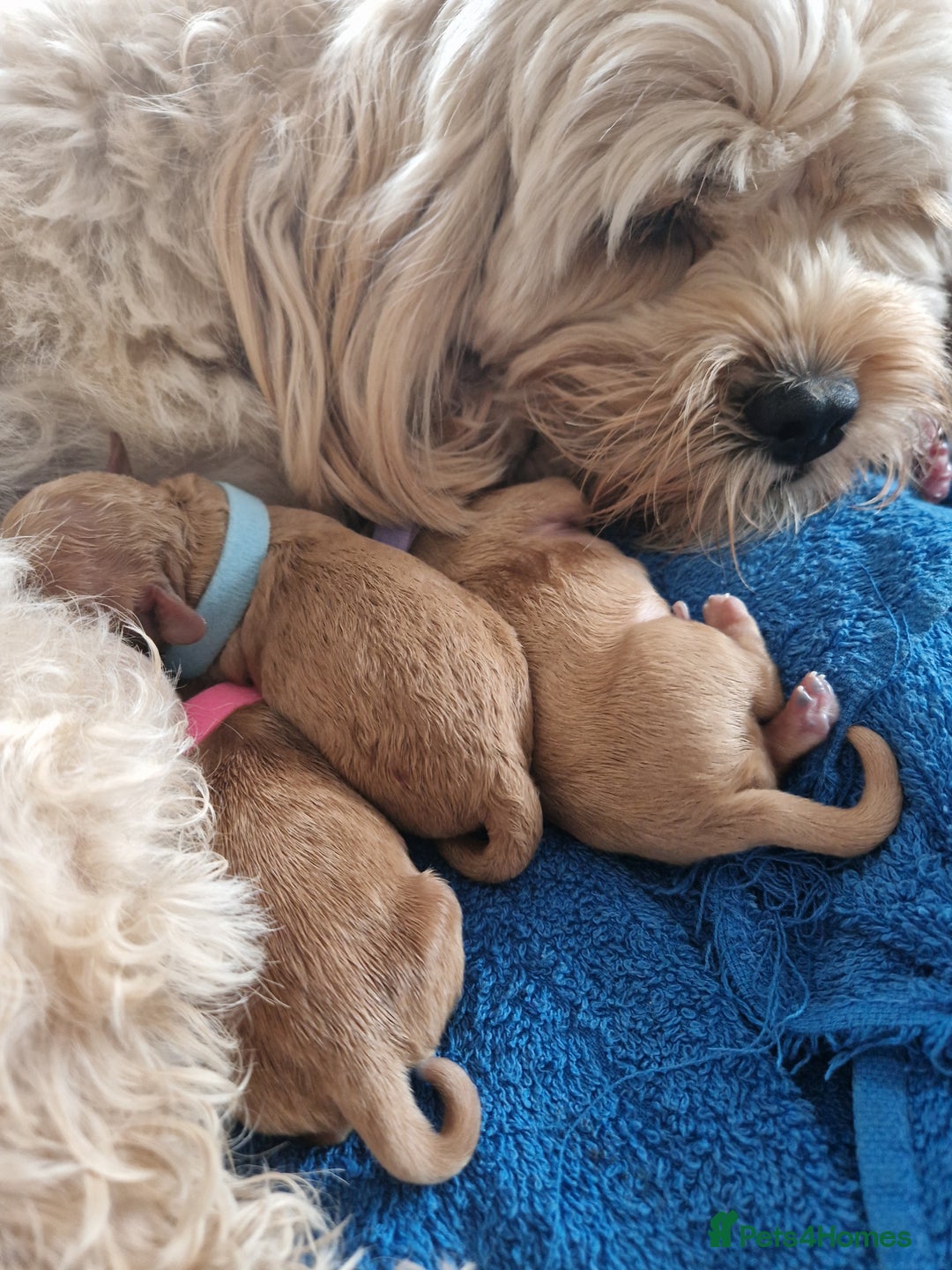 Cavapoo dogs for sale: 5* Beautiful cavapoo puppies 🐶 in Swansea - Image 19