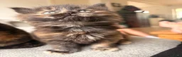 British Shorthair cats for sale: Beautiful BSH X Maine coon babies - Advert 21