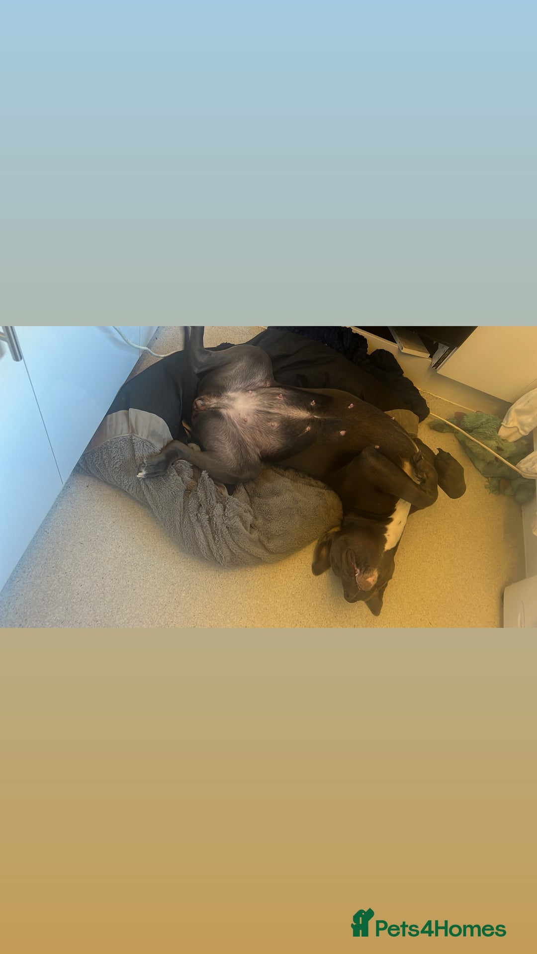 Mixed Breed dogs for sale: Luna  - Image 4