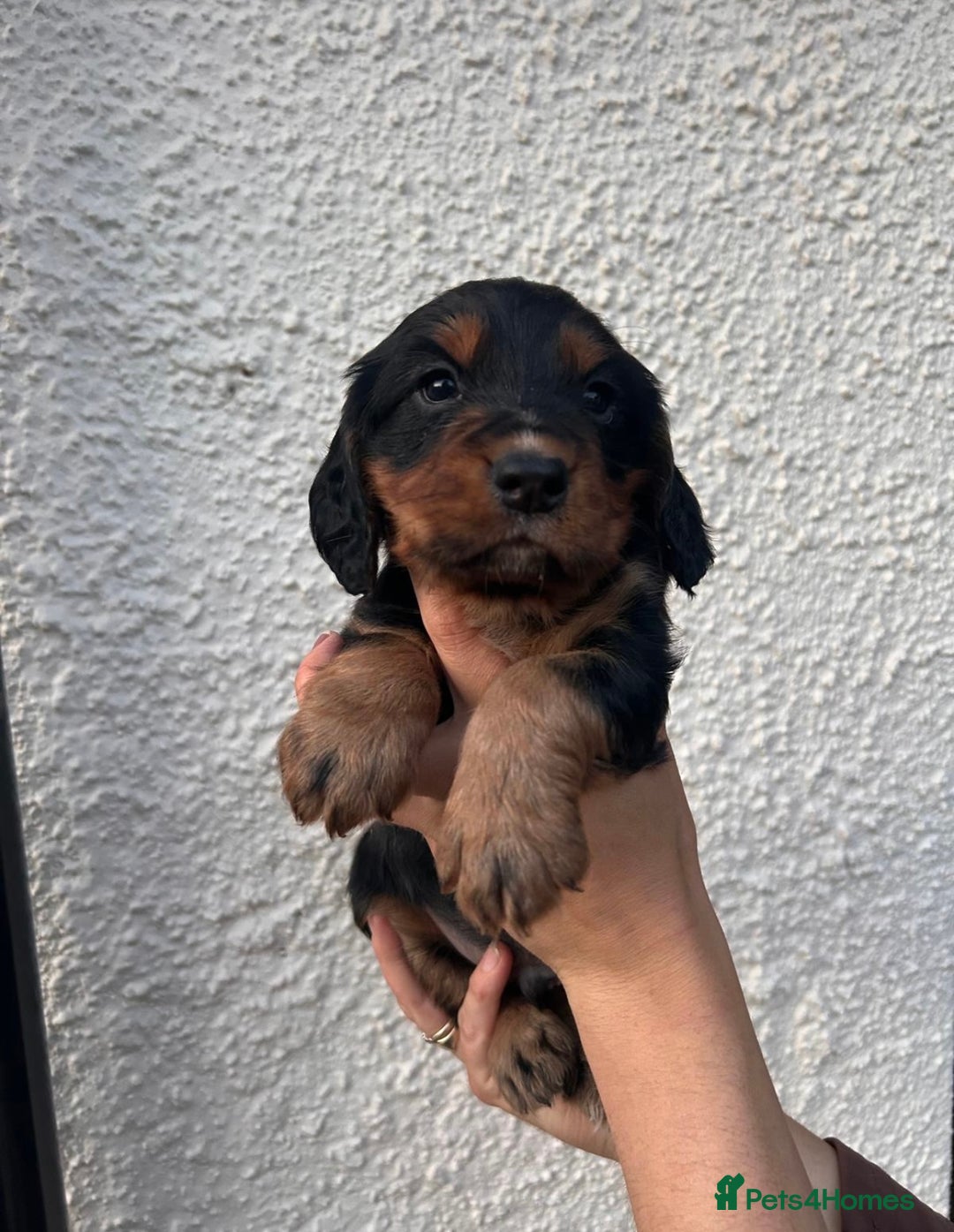 Cocker Spaniel dogs for sale: Kc Tri coloured cockers  - Image 4