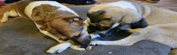Mixed Breed dogs for adoption: Sadie - 1 Year Old, Anatolian Shepherd Mix in Milton Keynes - Advert 3