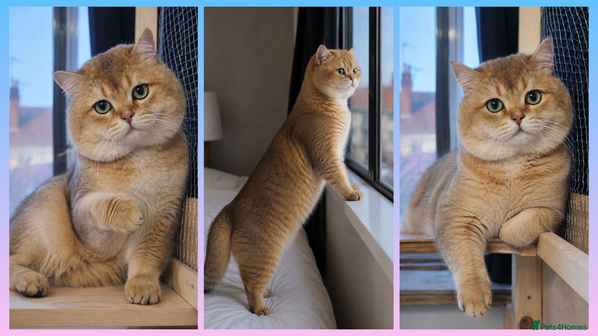 British Shorthair cats NY12⚜️GOLDEN BSH 🏆 TICA and GCCF reg - Advert 1