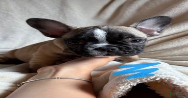 French Bulldog dogs - Advert 6