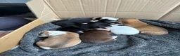 Chihuahua dogs for sale:  mixed colour pearhead and Deerhead chihuahua  - Advert 6
