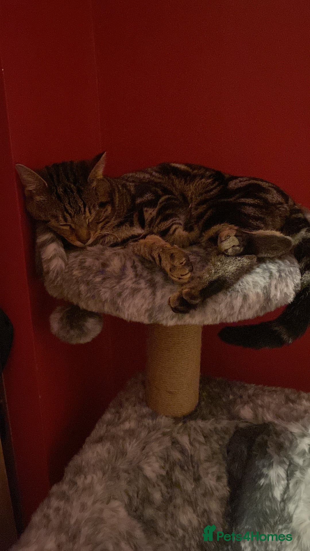 Mixed Breed cats for sale: 6 month old male tabby cat for sale - Advert 4