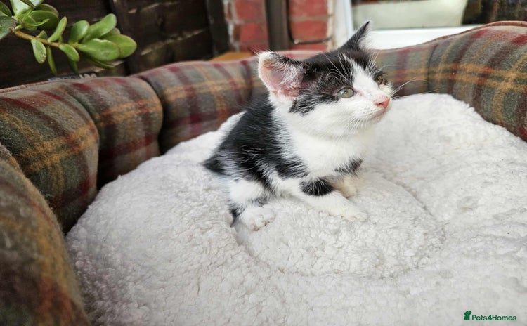 Mixed Breed cats - Advert 14