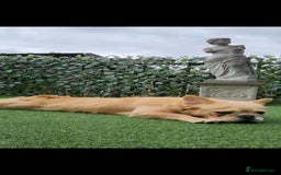 French Bulldog dogs for sale: French buldog visual fluffy male  - Image 9