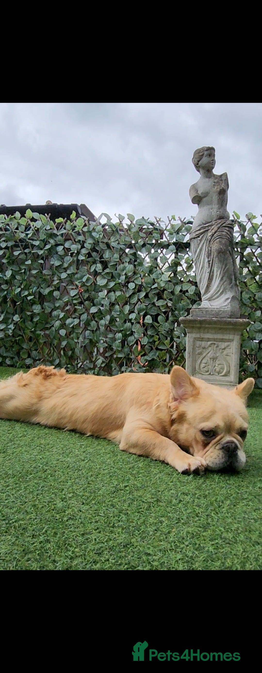 French Bulldog dogs for sale: French buldog visual fluffy male  - Image 9