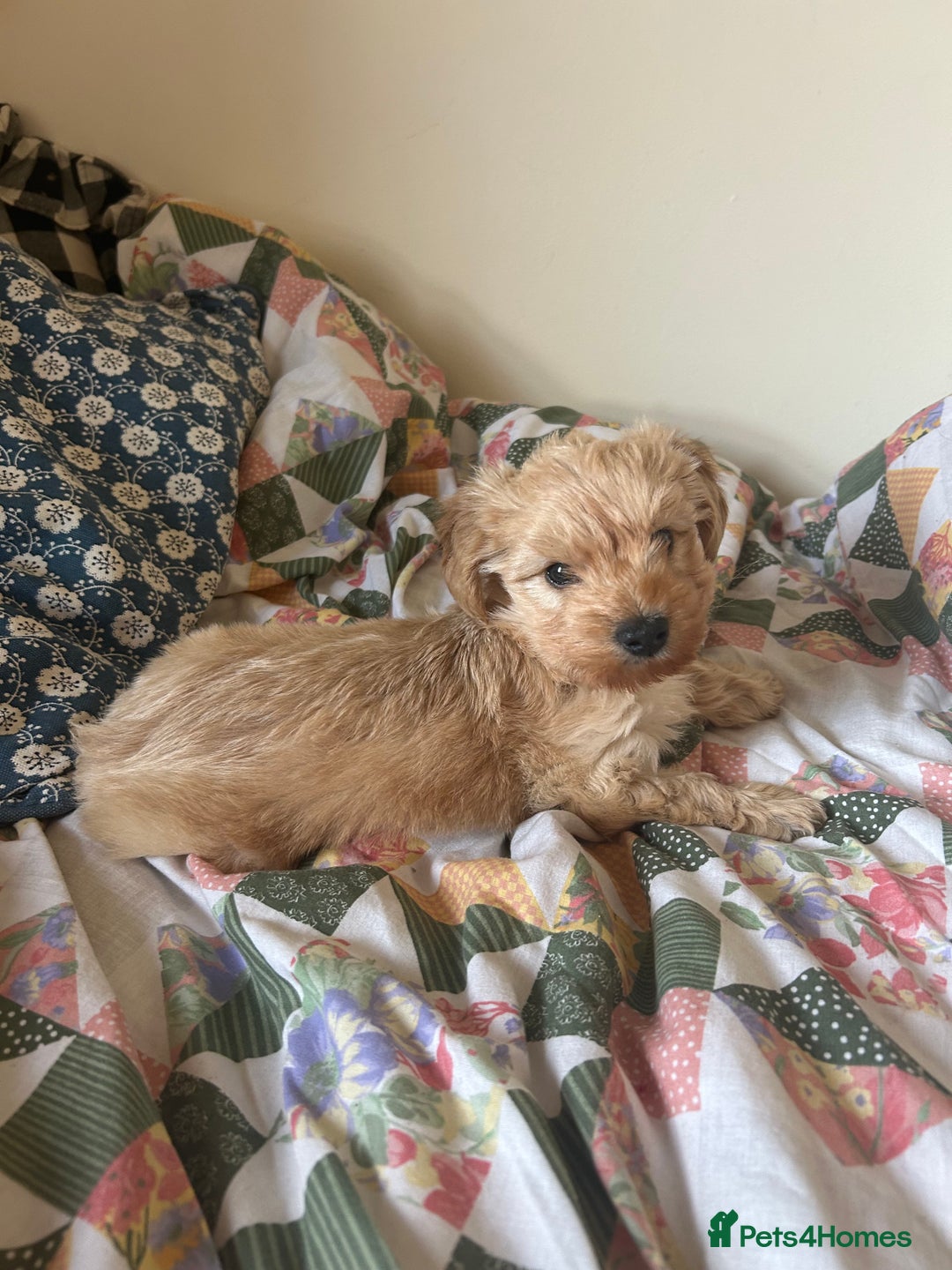 Doxiepoo dogs for sale: doxiepoo puppy / miniature dachshund x poodle boy - Advert 2