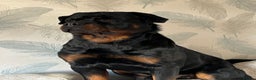 Rottweiler dogs for stud: PROVEN STUD FULLY KC CHAMPION BLOODLINED MALE  in Telford - Advert 15