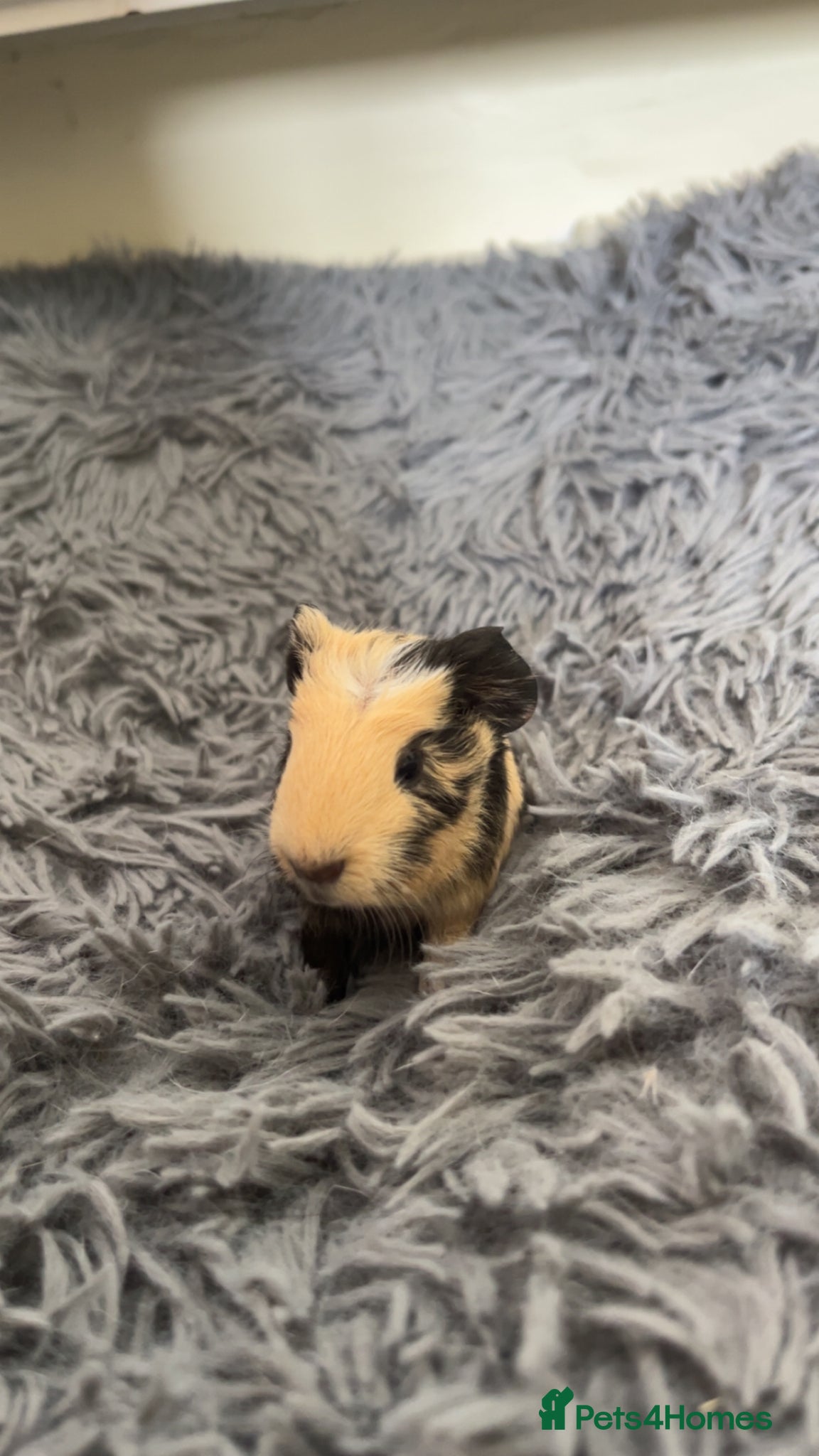 Guinea Pig rodents BABY GUINEA PIGS  - Advert 4