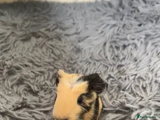 Guinea Pig rodents BABY GUINEA PIGS - Advert 4