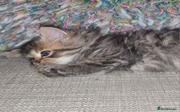 Persian cats for sale: Persian Kittens ready now - Image 9