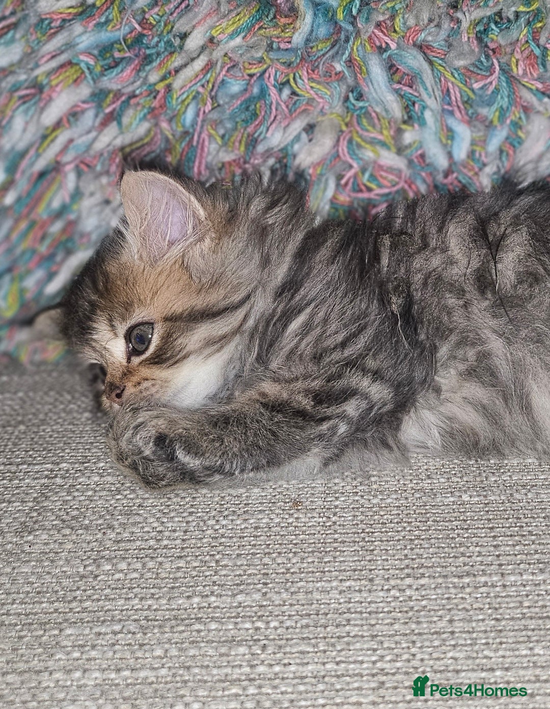 Persian cats for sale: Persian Kittens ready now - Image 9