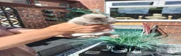 Netherland Dwarf rabbits for sale: Netherland dwarf  in Manchester - Advert 4