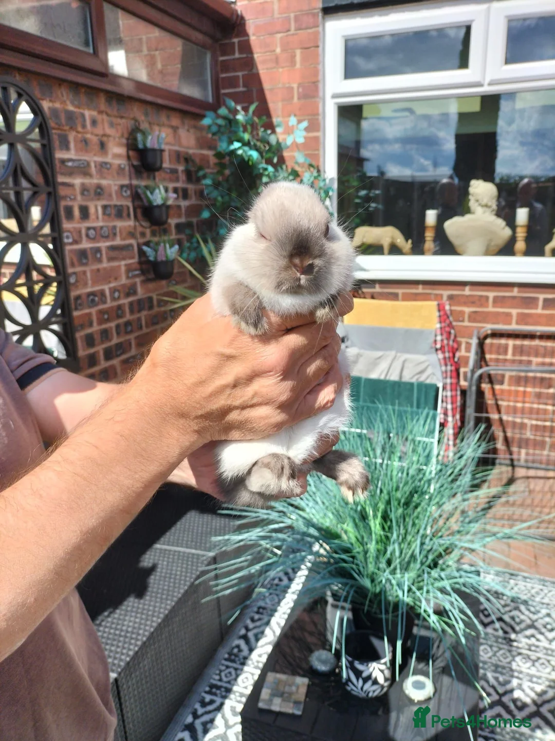 Netherland Dwarf rabbits for sale: Netherland dwarf  in Manchester - Advert 4